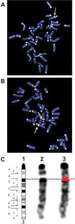 Fig. 2.