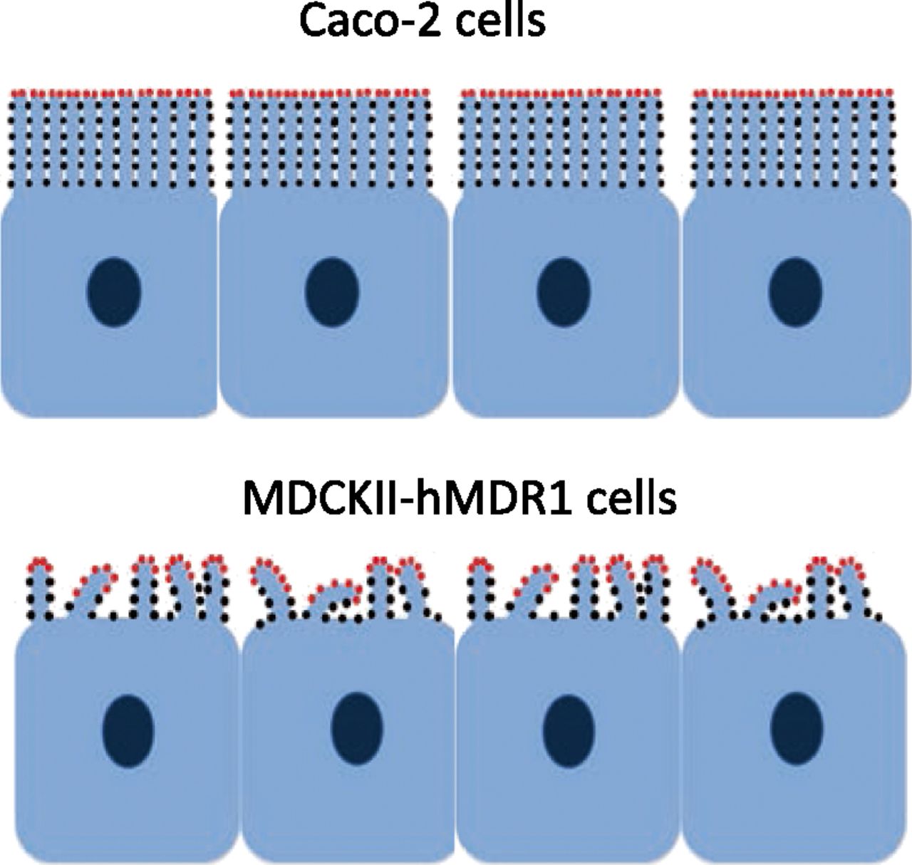 microvilli morphology can affect efflux active p