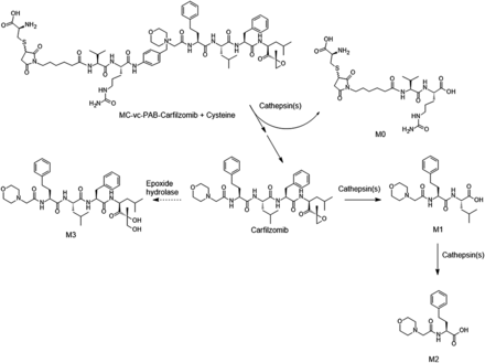 Fig. 6.