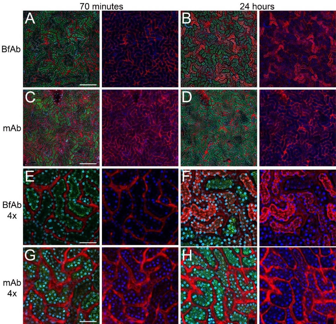 Intravital Microscopy Reveals Unforeseen Biodistribution Within The