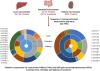 Differential Tissue Abundance of Membrane-Bound Drug Metabolizing Enzymes and Transporter Proteins by Global Proteomics