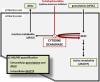 Intracellular Cytidine Deaminase Regulates Gemcitabine Metabolism in Pancreatic Cancer Cell Lines