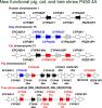 Investigation of Functional Cytochrome P450 4A Enzymes in Liver and Kidney of Pigs, Cats, Tree Shrews, and Dogs in Comparison with the Metabolic Capacity of Human P450 4A11