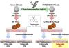 Modeling of Hepatic Drug Metabolism and Responses in CYP2C19 Poor Metabolizer Using Genetically Manipulated Human iPS cells