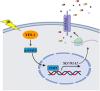 The Induction of Drug Uptake Transporter Organic Anion Transporting Polypeptide 1A2 by Radiation Is Mediated by the Nonreceptor Tyrosine Kinase v-YES-1 Yamaguchi Sarcoma Viral Oncogene Homolog 1