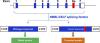 The MBNL/CELF Splicing Factors Regulate Cytosolic Sulfotransferase 4A1 Protein Expression during Cell Differentiation