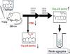 Enhanced Platelet Response to Clopidogrel in Zucker Diabetic Fatty Rats due to Impaired Clopidogrel Inactivation by Carboxylesterase 1 and Increased Exposure to Active Metabolite