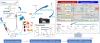 Physiologically Based Pharmacokinetic Modeling: The Reversible Metabolism and Tissue-Specific Partitioning of Methylprednisolone and Methylprednisone in Rats