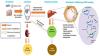 The Nonclinical Disposition and Pharmacokinetic/Pharmacodynamic Properties of <em>N</em>-Acetylgalactosamine–Conjugated Small Interfering RNA Are Highly Predictable and Build Confidence in Translation to Human