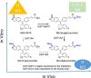 Identification of a Discrete Diglucuronide of GDC-0810 in Human Plasma after Oral Administration