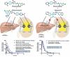 Systematic Development and Verification of a Physiologically Based Pharmacokinetic Model of Rivaroxaban