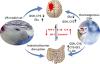 Insights into the Authentic Active Ingredients and Action Sites of Oral Exogenous Glutathione in the Treatment of Ischemic Brain Injury Based on Pharmacokinetic-Pharmacodynamic Studies