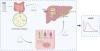 Effects of Compound Probiotics on Pharmacokinetics of Cytochrome 450 Probe Drugs in Rats