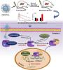 Activation of Pregnane X Receptor–Cytochrome P450s Axis: A Possible Reason for the Enhanced Accelerated Blood Clearance Phenomenon of PEGylated Liposomes In Vivo