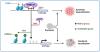 Epigenetic Activation of Cytochrome P450 1A2 Sensitizes Hepatocellular Carcinoma Cells to Sorafenib