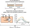 Mechanistic Modeling of the Hepatic Disposition of Estradiol-17<em>β</em>-Glucuronide in Sandwich-Cultured Human Hepatocytes