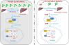 Gut Microbiota Affects Mouse Pregnane X Receptor Agonist Pregnenolone 16α-Carbonitrile-Induced Hepatomegaly by Regulating Pregnane X Receptor and Yes-Associated Protein Activation