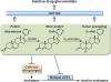 Glucuronidation of Abiraterone and Its Pharmacologically Active Metabolites by UGT1A4, Influence of Polymorphic Variants and Their Potential as Inhibitors of Steroid Glucuronidation