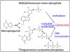 Three Faces of Mercaptopurine Cytotoxicity In Vitro: Methylation, Nucleotide Homeostasis, and Deoxythioguanosine in DNA